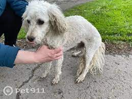 Найден пудель возле ЦГБ на Садовой улице | Pet911.ru