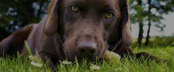 We are open for routine eye care! Veterinary Ophthalmology Services Animal Eye Care Clinics