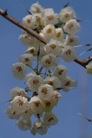 Image result for Eriosema monticola