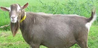 Most toggs tend to have wattles (appendages on the throat). How Much Do You Know About The Toggenburg Goat Proprofs Quiz
