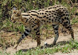 Picture of the serval is a medium sized cat. Serval Wikipedia
