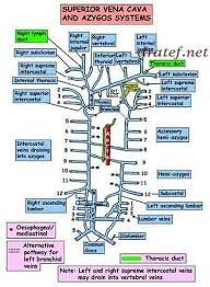 Anatomy Anatomy And Physiology Anatomy Definition Anatomy Of The Foot Anatomy Of The Guts Ana Anatomy And Physiology Textbook Anatomy And Physiology Physiology