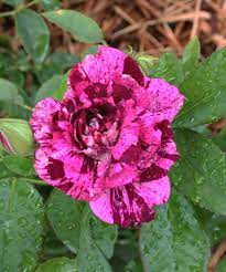 Tuscan Rose Beautiful Rose Flowers Beautiful Flowers Pretty Flowers