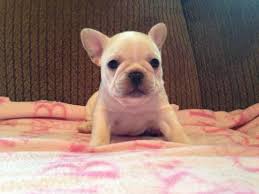 One of a kind french bulldogs (unique en son genre) is committed to providing happy and healthy akc french bulldog puppies in southern california. French Bulldog Female Cream Puppy Akc For Sale In Cincinnati Ohio Classified Americanlisted Com