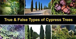Maybe you would like to learn more about one of these? Types Of Cypress Trees Bald Cypress Lemon Cypress And More