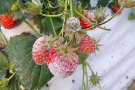 Strawberry powdery mildew is harmful? These kinds of medicines can be  easily solved! - Knowledge - Zhengzhou Delong Chemical Co., Ltd.