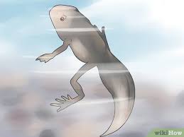 Can you keep tadpoles in tap water? How To Raise Tadpoles 12 Steps With Pictures Wikihow