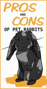The Pros And Cons Of Having Rabbits As House Pets In 2020 Pet Rabbit Pet Bunny Pets