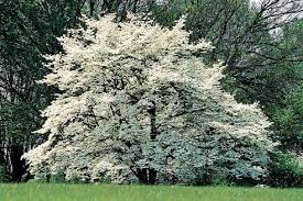 Maybe you would like to learn more about one of these? Google Image Result For Http Seminolelinda Typepad Com A 6a00d834542f8a69e20 Dogwood Trees White Dogwood Flowering Dogwood Tree