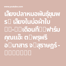 เล ยงปลาหมอพ นธ ช มพร1 เล ยงในบ อผ าใบ ep 3 เด อนท 2 ฟาร มค ณแอ ะ ต พร พร อ นาสาร จ ส ราษฎร youtube กบ