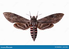 Image result for Convolvulus ocellatus