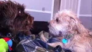 Dog Licks Inside Of Other Dogs Mouth Youtube