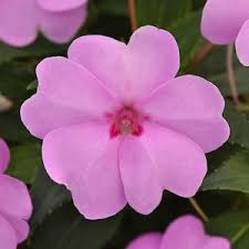 Image result for Impatiens assurgens