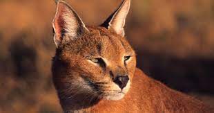 See a recent post on tumblr from @jadesjunk about caracal. Caracal A Cat That Barks Connect With Nature