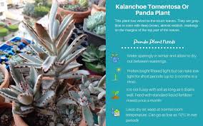 17 Stylish Low Light Succulents And Cacti For Growing Indoors Low Light Succulents Succulents Plants