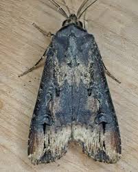 Image result for Agrotis ipsilon