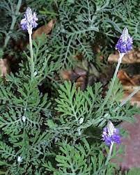 Lavander Drought Tolerant Garden Lavender Plants