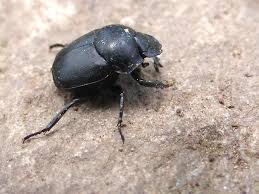 More images for beetle on a string » Bug Bytes Dung Beetles To The Rescue Mtpr