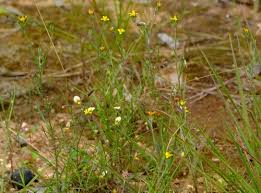 Image result for Hirpicium gracile