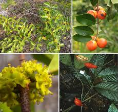 Image result for Salacia