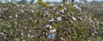 Přitažlivá informace o pražském primarku je už nějakou dobu vypuštěna do světa, bohužel s pobočkou obchodu primark v praze se stále nic neděje. Project Management Jobs At Primark Primark Careers