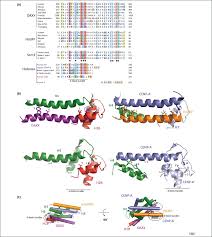 Widowed in 1998, she married actor john corbett in 2020. A Common Structural Theme In Histone Chaperones Mimics Interhistone Contacts Trends In Biochemical Sciences