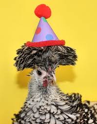Happy Birthday Chicken Happy Birthday Chicken Happy Birthday Meme Fabulous Birthday