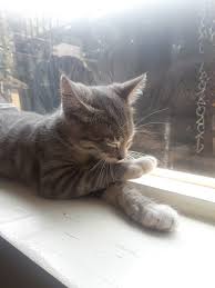 Affordable animal hospital eagle rock. Affordable Animal Hospital Silver Lake Los Angeles 1 323 664 2188