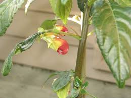 Image result for Impatiens niamniamensis
