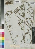 Image result for Rhynchosia albissima