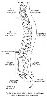 Backbone assignment of human proliferating cell nuclear antigen. Ericonroy Diagram Of Human Backbone Diagram A Human Spine Royalty Free Vector Image It Comprises Of A Series Of Bones Called The Vertebrae Of Varying Sizes Extending From The Skull