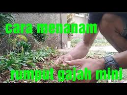 Halo plant people, punya pengalaman menanam rumput gajah mini? Cara Menanam Rumput Gajah Mini Dengan Mudah Youtube