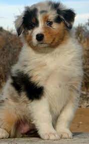 They are fixed had their first shots dewormed regularly and chipped. Good Breeder Bright Eye Aussies Australian Shepherd Puppy Pictures Breeders