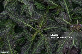 Image result for Gynura pseudochina