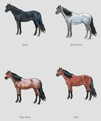 Wild Horse Body Color And Markings Chart For Identification