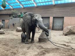 Letar du efter djurpark i borås? Baby Elephant Dies After Being Rejected By Family At A Zoo In Sweden Florida News Times
