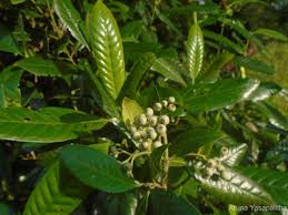 Image result for Tarenna