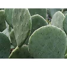 We did not find results for: Buy 3 Pads Texas Spineless Prickly Pear Cactus Very Hardy Opuntia Cacanapa Ellisiana Online In Kuwait B079z32s55