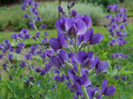 That law was recently put to the test when a sanford, nc land owner was found not guilty after shooting and killing a neighbor's dog. Baptisia False Or Wild Indigo Home Garden Information Center