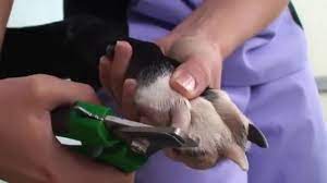 What is the easiest way to sharpen dog nail clippers? How To Use Dog Nail Clippers Youtube
