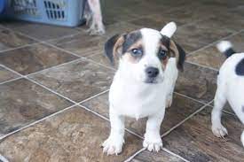 Maybe you would like to learn more about one of these? Jack Russell Puppies For Sale Michigan