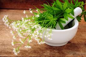 Wie der name schon sagt: Ist Waldmeister Giftig Diese Gesundheitsrisiken Bestehen