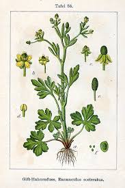 Image result for Ranunculus sceleratus