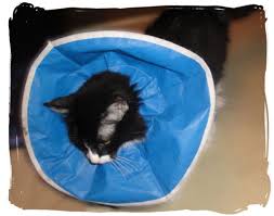 How To Get Rid Of Hot Spots On Cats Pethelpful