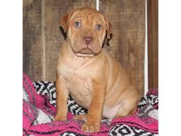 Come see our mini walrus puppies & other puppies for sale today. Mini Walrus Dog Female Red 2321278 Petland Aurora