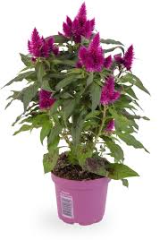 Celosia „Deep Purple“ DE – WPK