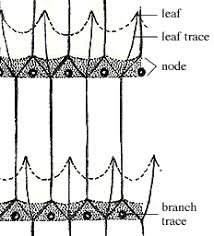 Image result for Stemodiopsis