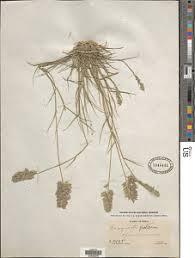 Image result for Eragrostis patens
