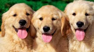 Check spelling or type a new query. Para Pemakan Daging Anjing Waspada Kalian Bisa Kena Pasal Dan Dihukum Pos Kupang