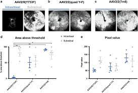 It still has its original glass face and the scale has been painted a nice chippy beige. Tropism Of Engineered And Evolved Recombinant Aav Serotypes In The Rd1 Mouse And Ex Vivo Primate Retina Gene Therapy